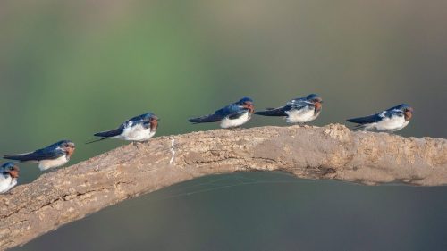 barn-swallows-back-waters-boat-safari-national-park-india