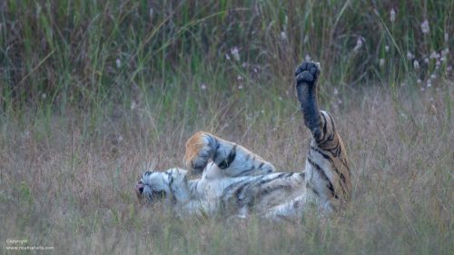 bandhavgarh-regular-full-day-safari-photo-safaris-camera-rental