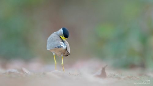 birding-tour-india-noah-safaris-booking-national-park